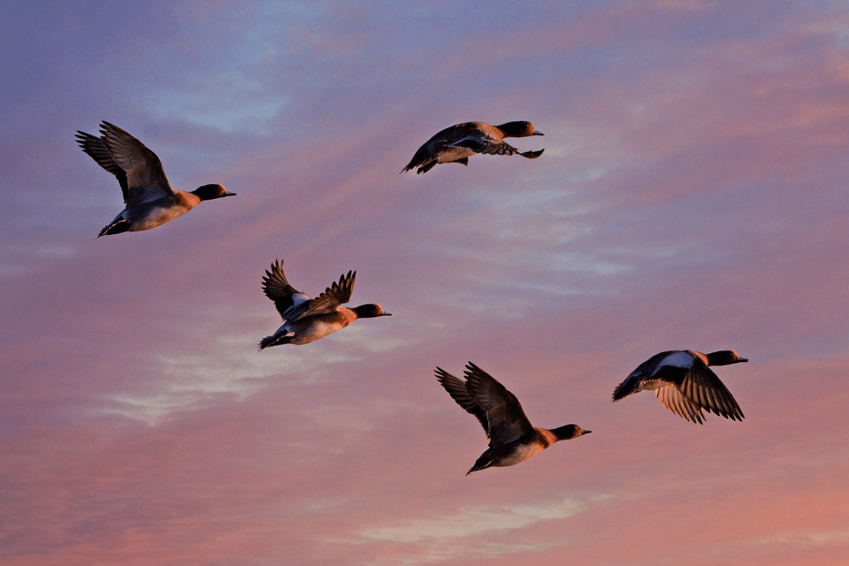 Feathered Insights: Ducks in the Biblical Dream Landscape - Bible Dreams