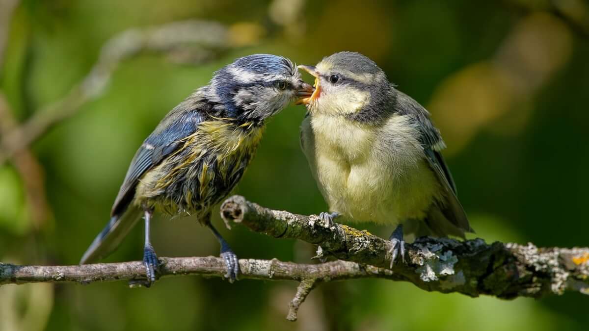 Feeding Birds in Dreams A Biblical Gesture of Nourishment and Care