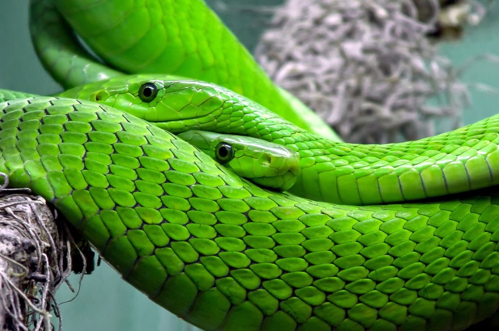 encounters-with-serpents-deciphering-snakes-in-biblical-dreams-bible