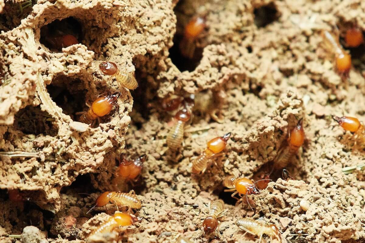 termites-in-dreams-what-s-the-biblical-buzz-bible-dreams